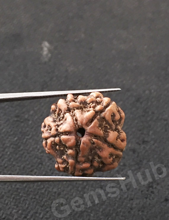 5 Mukhi Certified Nepali Rudraksha